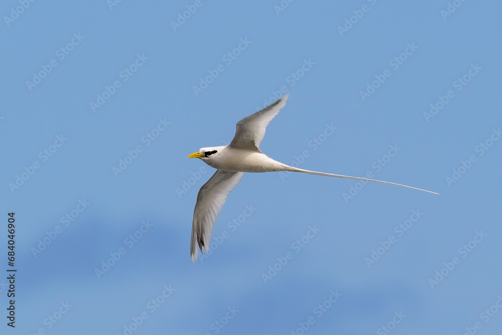 Obraz premium Paille-en-Queue or Phaeton is flying with a blue sky