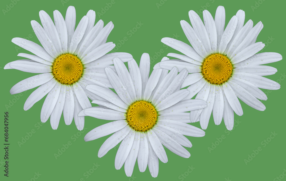 Obraz premium Fleurettes 