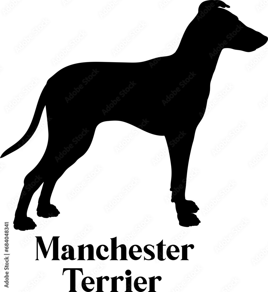 Manchester Terrier. Dog silhouette dog breeds logo dog monogram logo dog face vector Manchester Terrier. Dog silhouette dog breeds logo dog monogram logo dog face vector