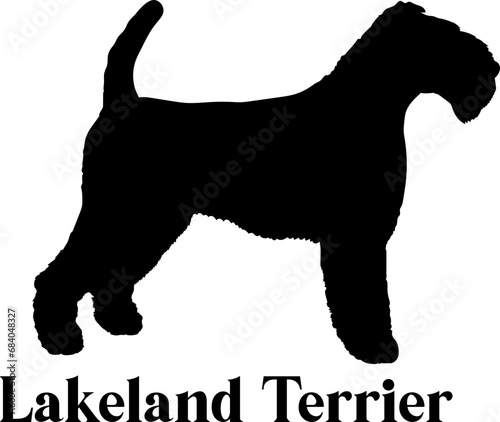 Fotografie Lakeland Terrier