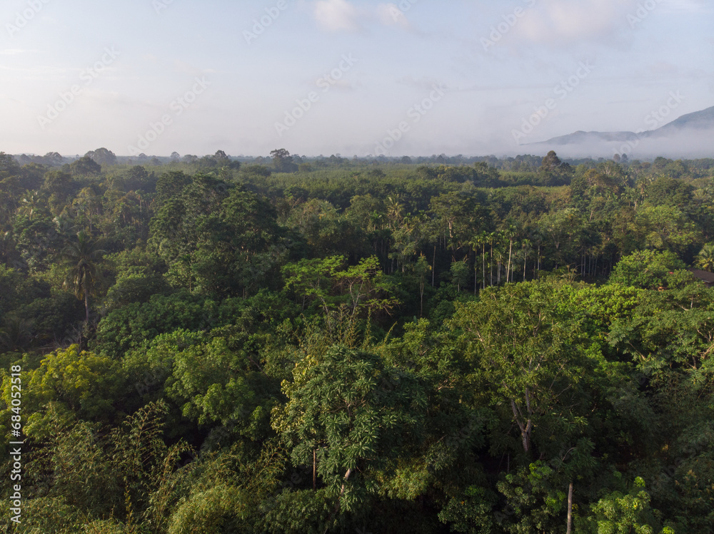 Aerial view green tropical rainforest with morning sunrise