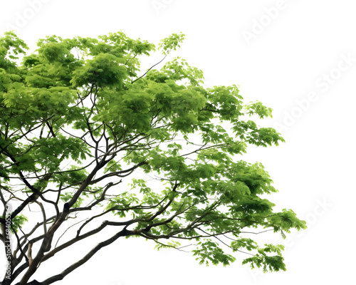 Green trees and leafless trees Isolated on Transparent or White Background  PNG.