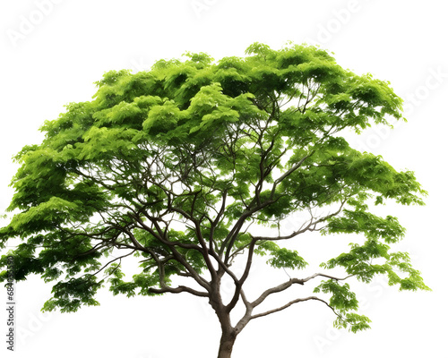 Green trees and leafless trees Isolated on Transparent or White Background, PNG.