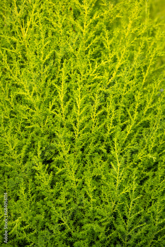 Closeup of feathery yellow green foliage of a Lemon Cyprus tree, as a nature background 