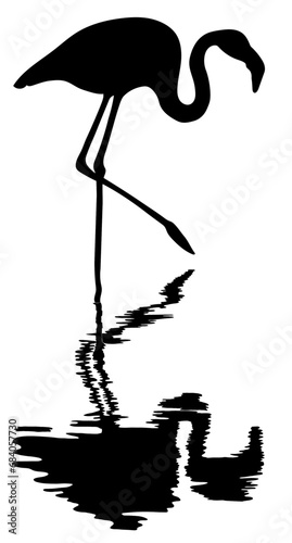 silhouette of flamingo standing in water