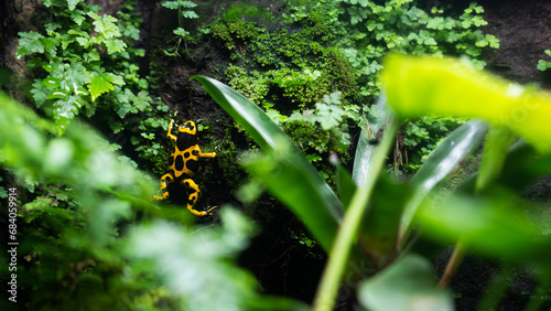 Tableau sur toile Dendrobates Leucomelas or yellow banded poison dart frog jump a big tree in the