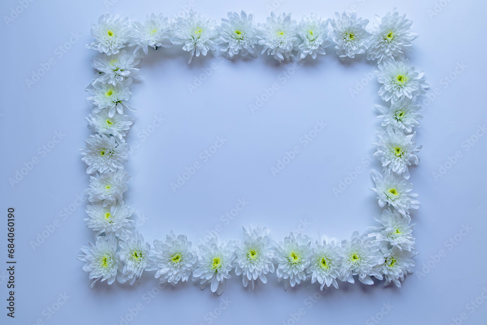 chamomile or daisies isolated on white background 