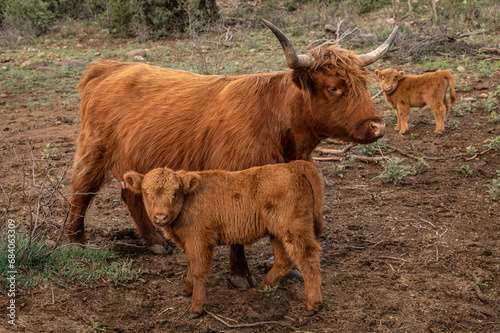 Highland Cow and Calves