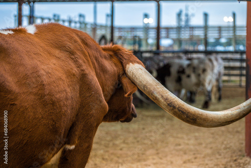 Longhorn  cows in Texas
