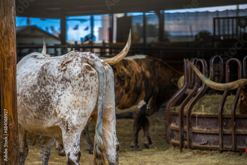 Longhorn cows in Texas