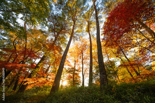 日本の秋、森のカラフルな紅葉、午後の日差しの木漏れ日 © LookForNature