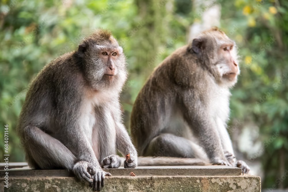 Macaque WilfLife: Exploring the Monkey Forest in Ubud, Bali Macaque WilfLife: Exploring the Monkey Forest in Ubud, Bali