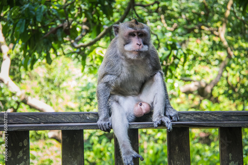 Macaque WilfLife: Exploring the Monkey Forest in Ubud, Bali © Alejandro Medina