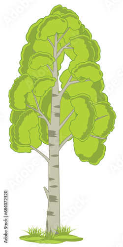 Tree aspen on white background is insulated