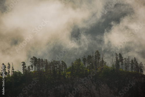 pine trees on a rock among clouds at dawn