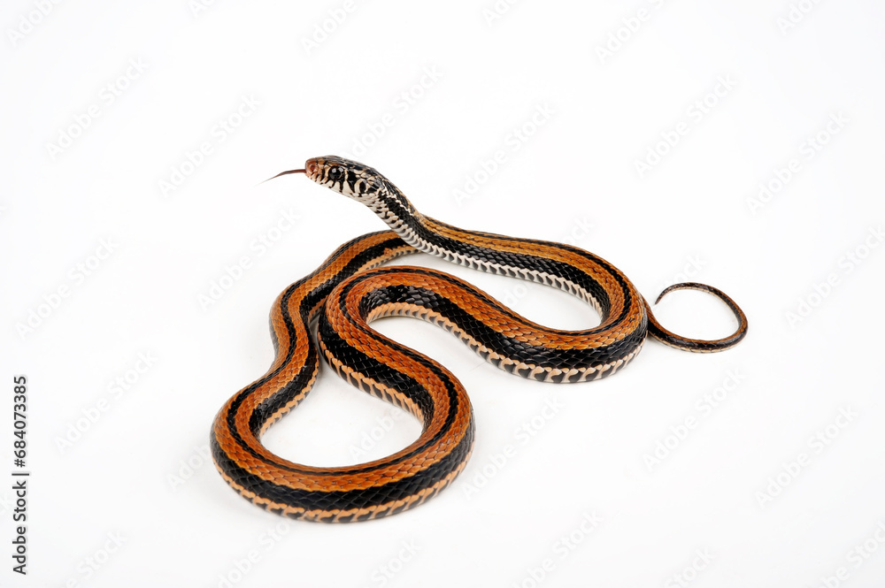 Fototapeta premium Gestreifte Fischnatter, Indonesische Wassernatter // Banded Keelback, Striped Keelback (Xenochrophis vittatus / Ceratophallus vittatus) 