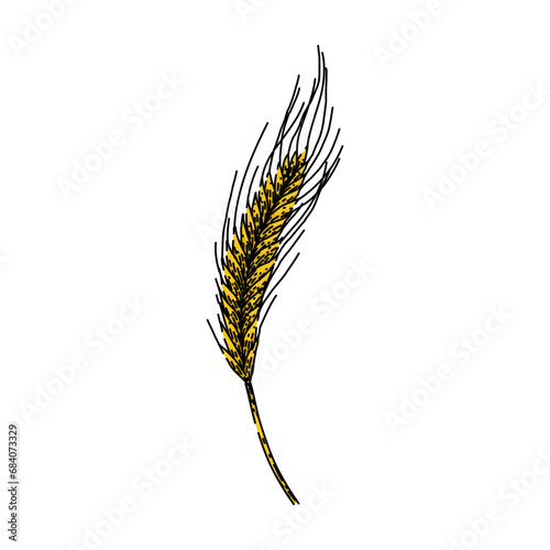 cereal rye hand drawn. agriculture harvest, organic farm, plant crop cereal rye vector sketch. isolated color illustration