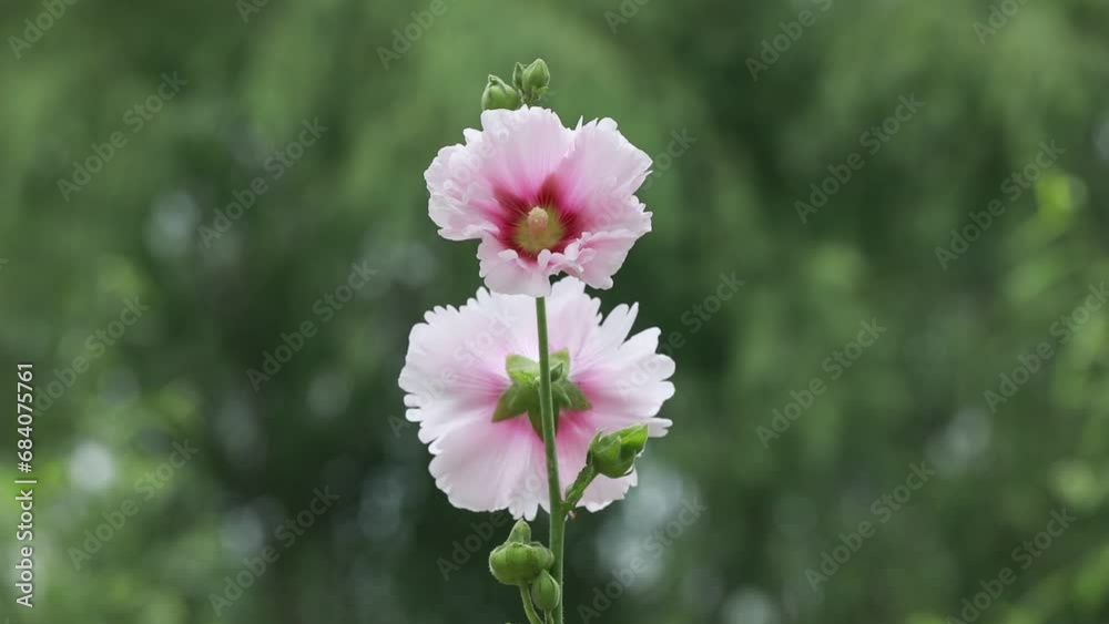 Beautiful hollyhock flowers in the garden Beautiful hollyhock flowers in the garden
