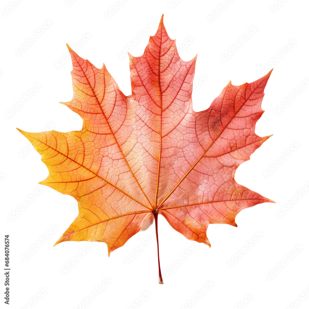 Autumn maple leaf isolated on a transparent background, autumn leaves PNG Autumn maple leaf isolated on a transparent background, autumn leaves PNG