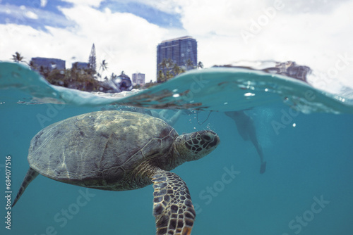 Snorkeling with Wild Hawaiian Green Sea Turtles near Waikiki  photo