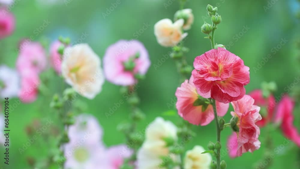 Beautiful hollyhock flowers in the park