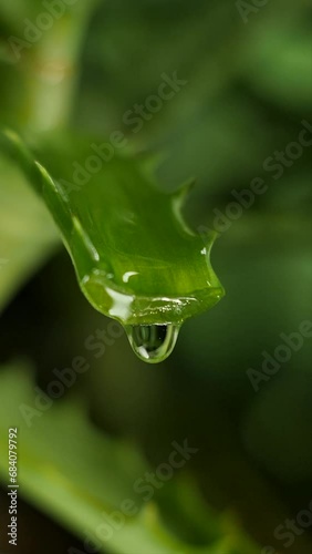 Vertical video of a drop of juice flowing from a cut Aloe Vera leaf. Slow drop of aloe oil. The concept of adding aloe extract to skin and hair care cosmetics.