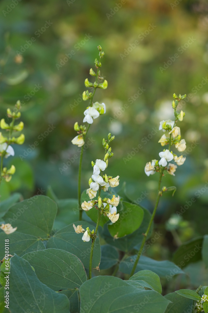 Flat Hyacinth beans or Lablab purpureus in field
Flat Hyacinth beans or Lablab purpureus in field