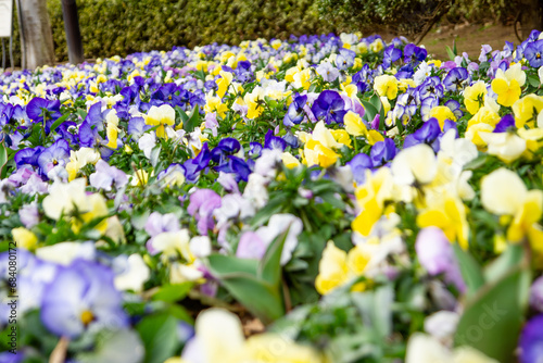 パンジー　ビオラ