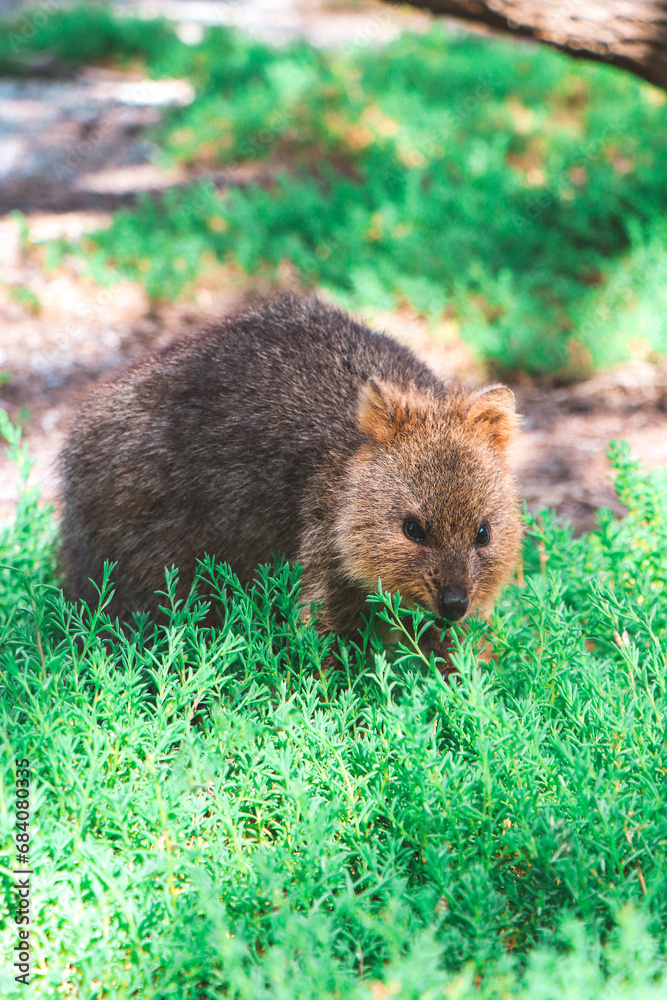 Fototapeta premium Close up of a quokka at Rottnest Island