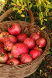 Red ripe Pomegranate fruits in a wicker basket under a Pomegranete bush with yellow leaves