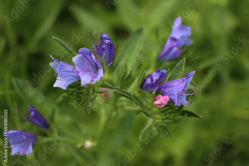 Common Comfrey with blue and pink flowers in the meadow. Symphytum officinale