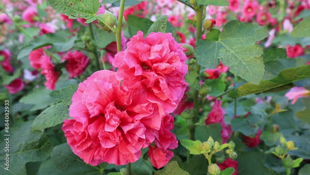 Beautiful hollyhock flowers in the garden Beautiful hollyhock flowers in the garden