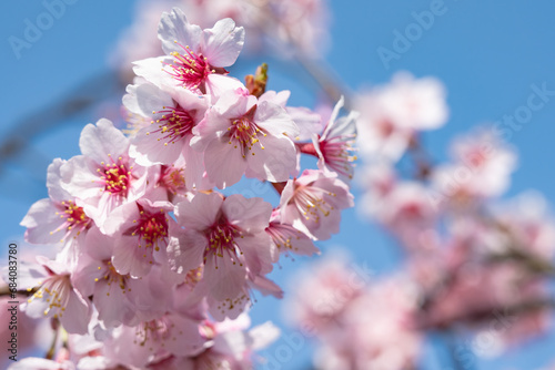 Canvastavla 見頃の越しの加茂桜