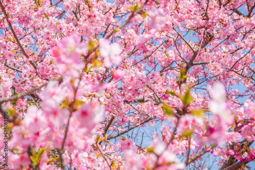 Wallpaper Mural 桜 Torontodigital.ca
