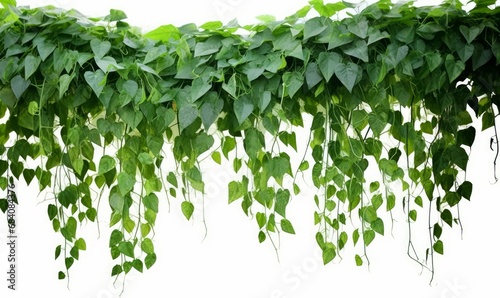 Green leaves Javanese treebine or Grape ivy (Cissus spp.) jungle vine hanging ivy plant bush, Generative AI 