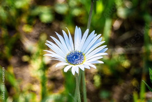 アークトチス・グランディス