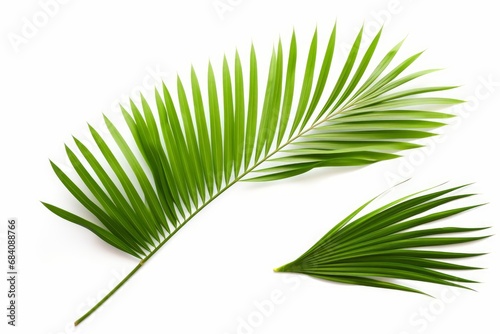 Green leaf of palm tree on white background, Generative AI 