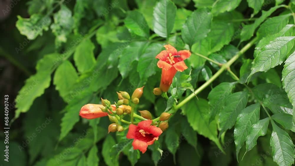 Vine trumpet creepers in the garden Vine trumpet creepers in the garden