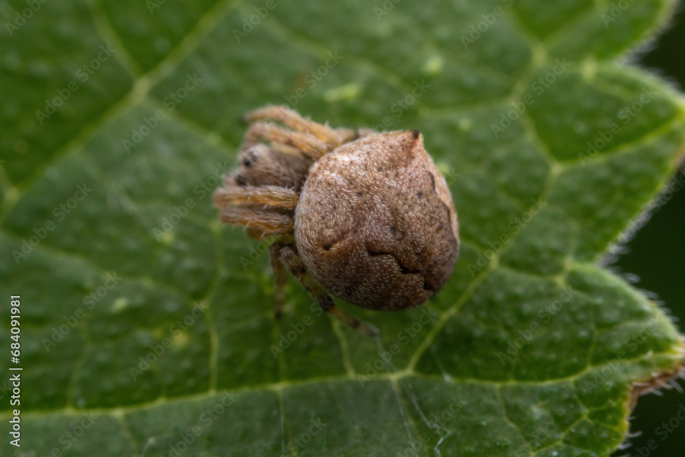 spider inhabiting on the leaves of wild plants spider inhabiting on the leaves of wild plants