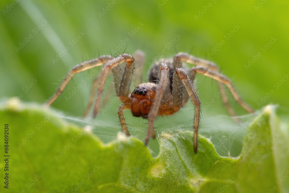spider inhabiting on the leaves of wild plants spider inhabiting on the leaves of wild plants