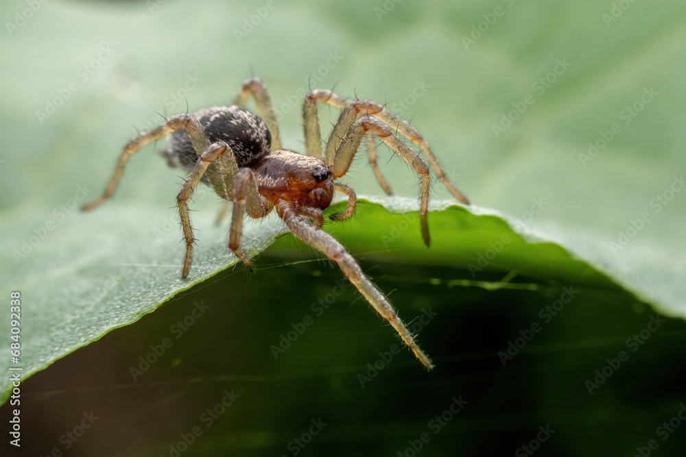 spider inhabiting on the leaves of wild plants spider inhabiting on the leaves of wild plants
