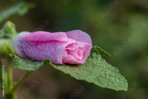 Beautiful hollyhock flowers in the garden photo