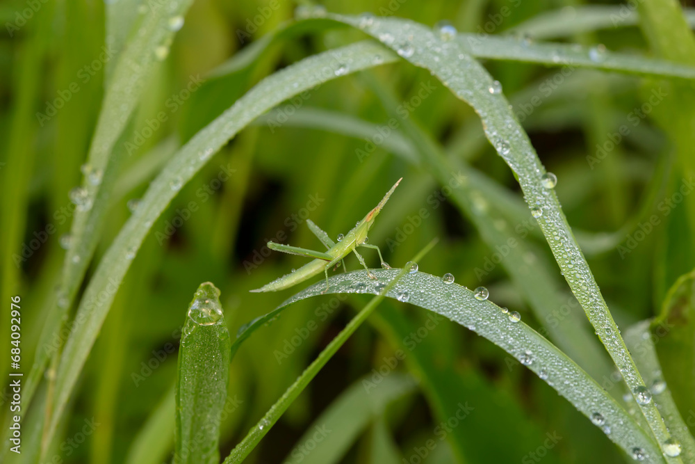locust inhabiting on the leaves of wild plants locust inhabiting on the leaves of wild plants