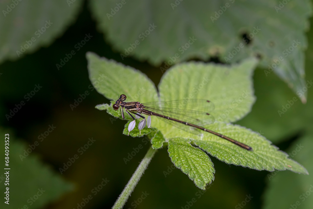 damselfly inhabiting on the leaves of wild plants