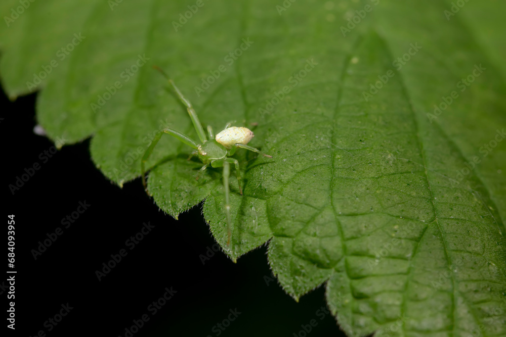 Crab spiders inhabit the leaves of wild plants and wait for prey Crab spiders inhabit the leaves of wild plants and wait for prey