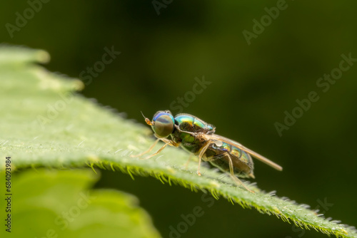 stratiomyiid inhabiting on the leaves of wild plants