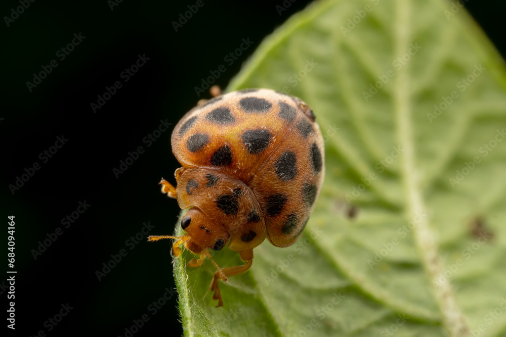 henosepilachna vigintioctomaculata Inhabiting on the leaves of wild plants henosepilachna vigintioctomaculata Inhabiting on the leaves of wild plants