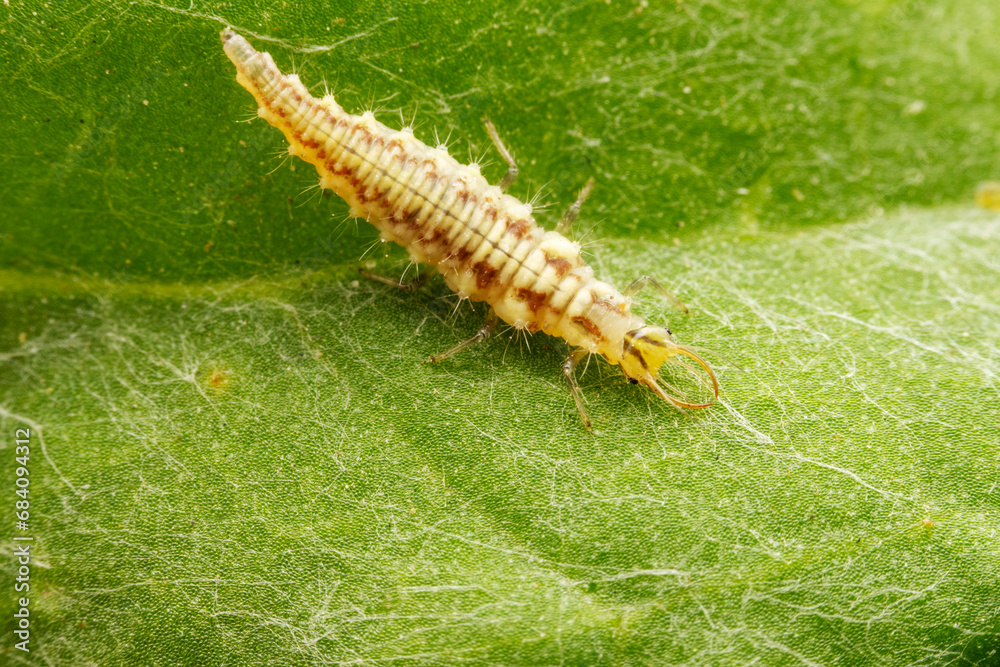 lacewing larvae inhabiting on the leaves of wild plants