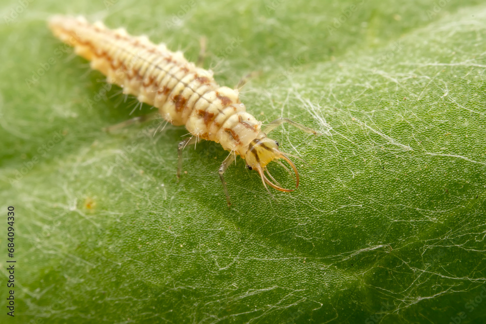 lacewing larvae inhabiting on the leaves of wild plants lacewing larvae inhabiting on the leaves of wild plants