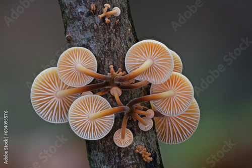 Tiny autumn wild forest mushrooms close up macro photography
